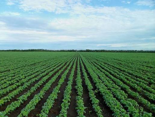 Icono perfil productor — exportación agrícola